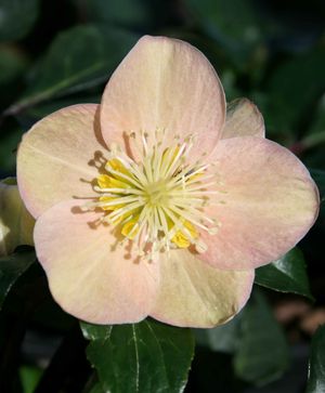 Helleborus Cinnamon Snow