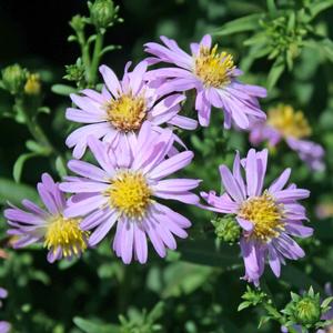 Aster (Symphyotrichum) novi-belgii Audrey
