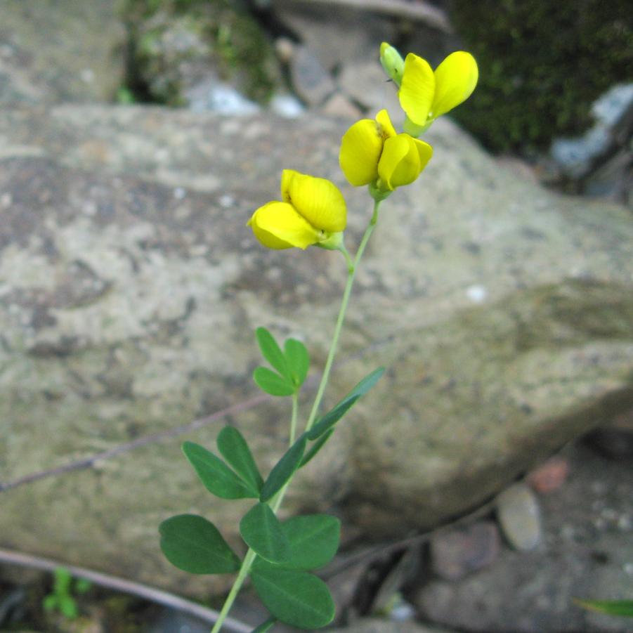 Baptisia tinctoria 