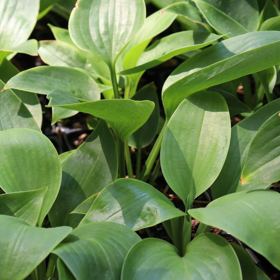 Hosta Empress Wu