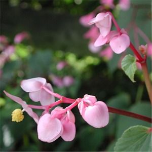 Begonia grandis 