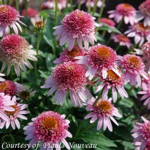 Echinacea Butterfly Kisses