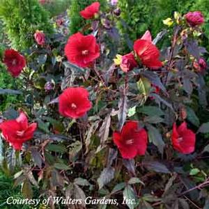 Hibiscus moscheutos Midnight Marvel