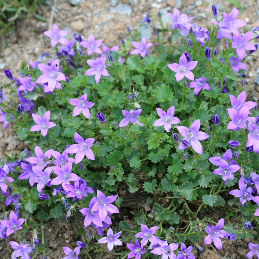 Campanula portenschlagiana Birch Hybrids