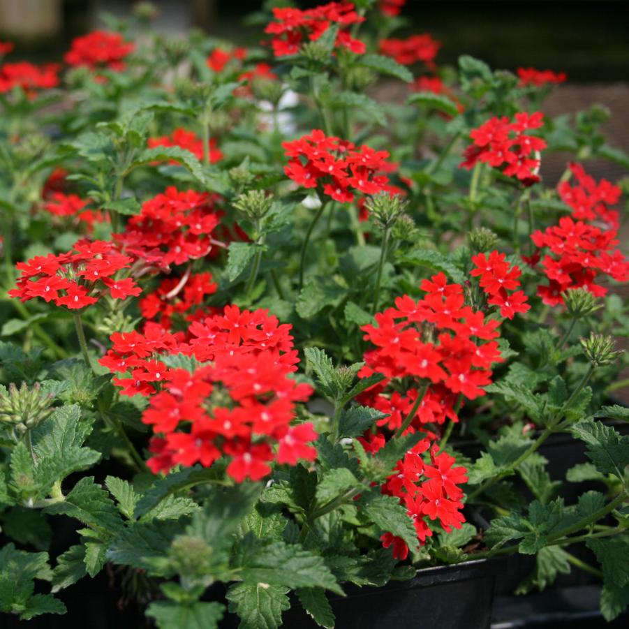 Verbena canadensis Homestead Red