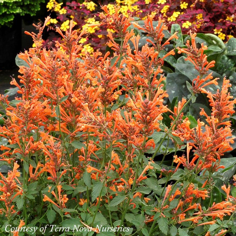 Agastache Kudos Mandarin