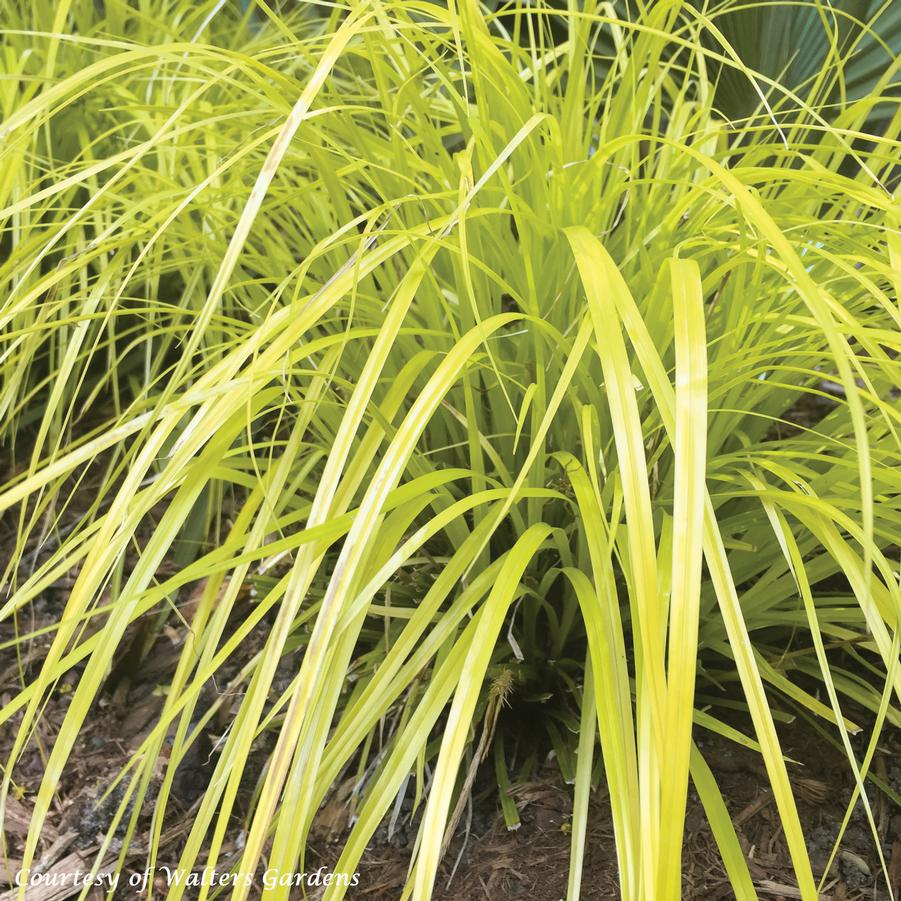 Carex oshimensis Everillo