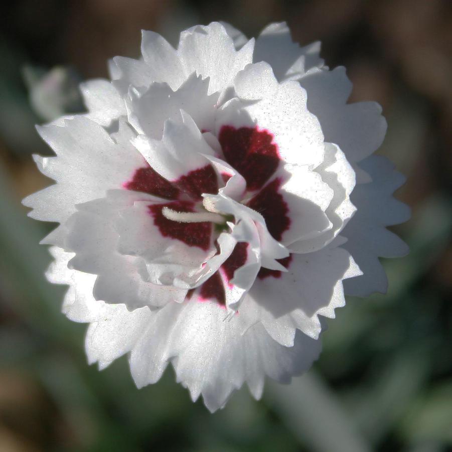 Dianthus Silver Star