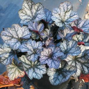 Heuchera villosa Glitter