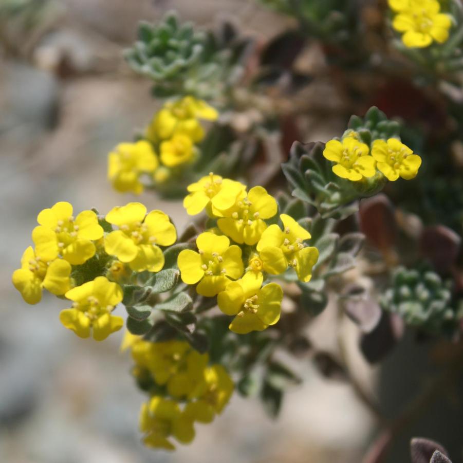 Alyssum (Aurinia) wulfenianum Golden Spring