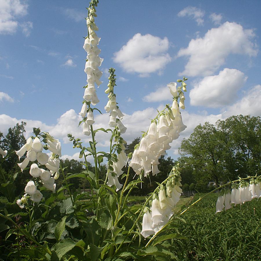 Digitalis purpurea Snow Thimble