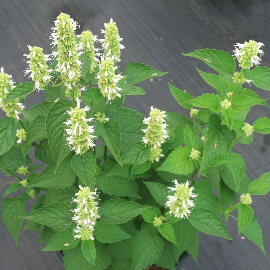 Agastache rugosa Honey Bee White