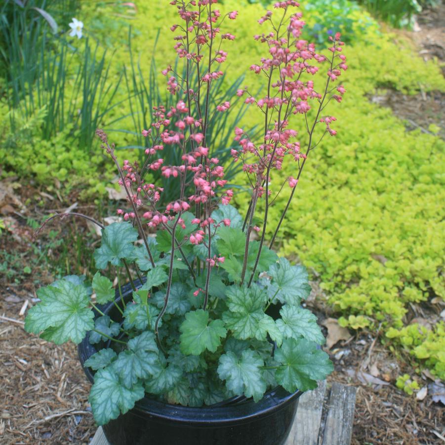 Heuchera Paris
