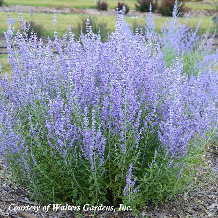 Perovskia atriplicifolia Blue Jean Baby