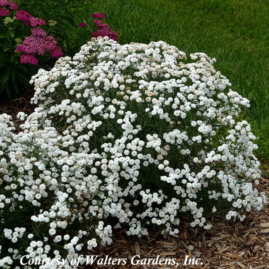 Achillea ptarmica Peter Cottontail