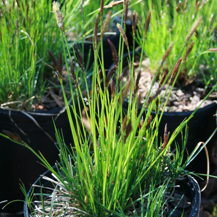 Carex pensylvanica 