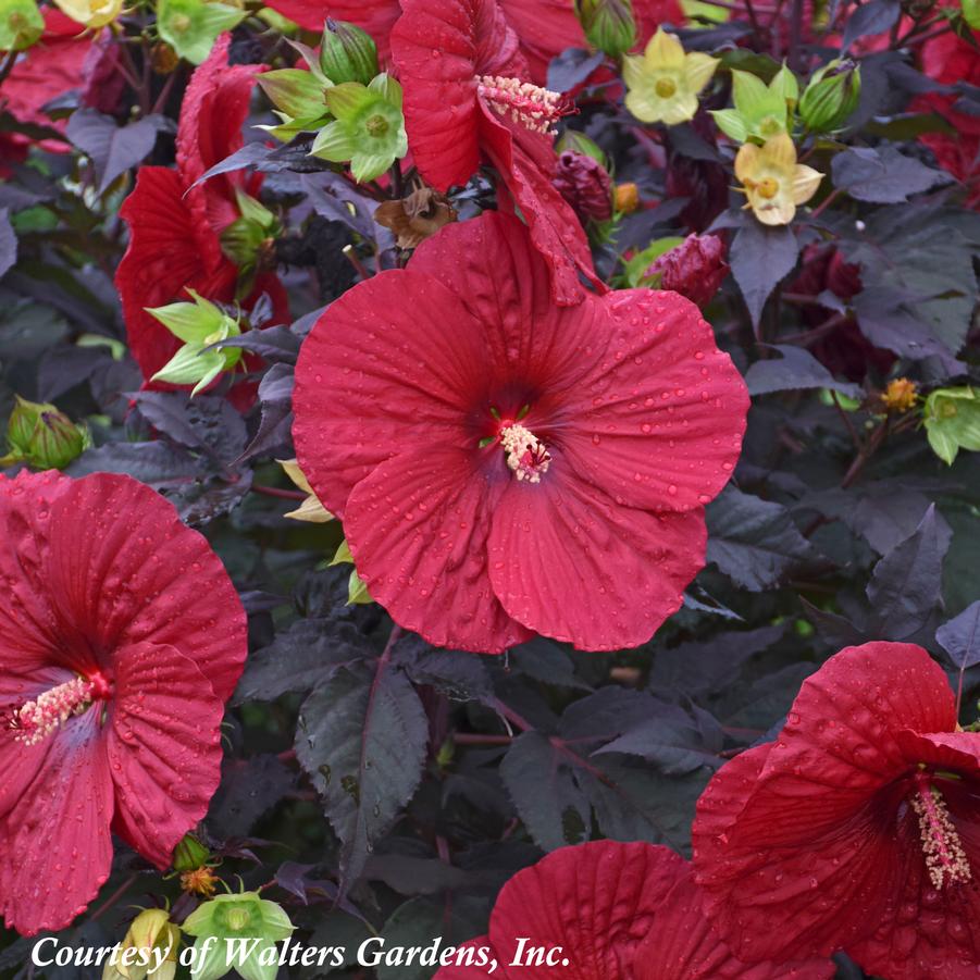 Hibiscus moscheutos Holy Grail