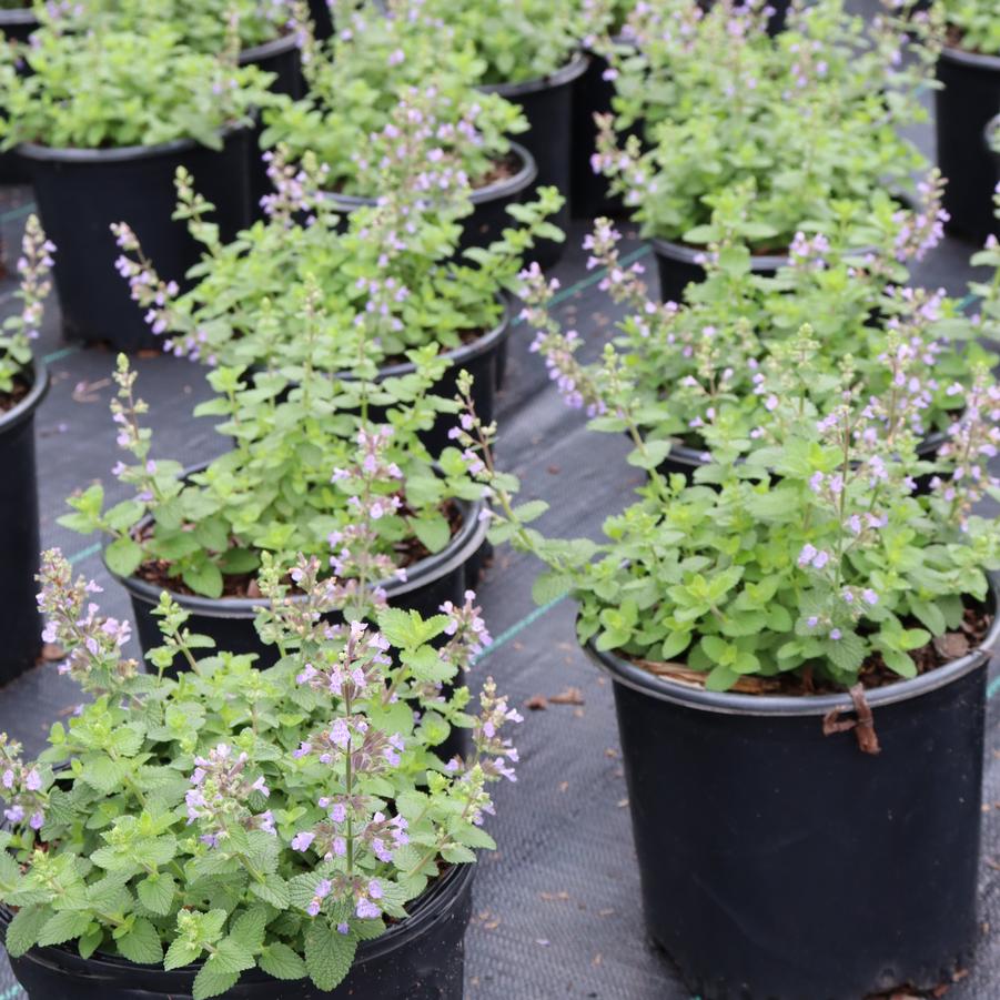 Nepeta Cat's Pajamas