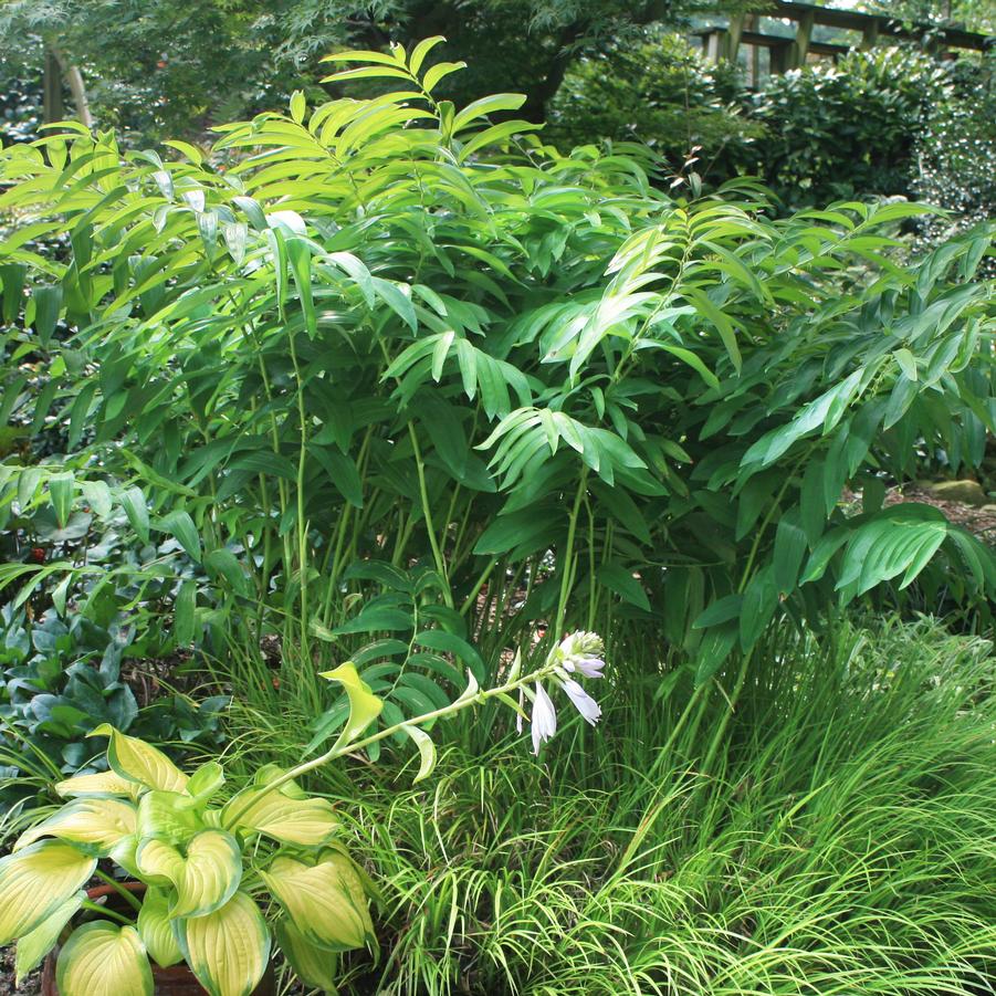 Polygonatum biflorum var. Commutatum 