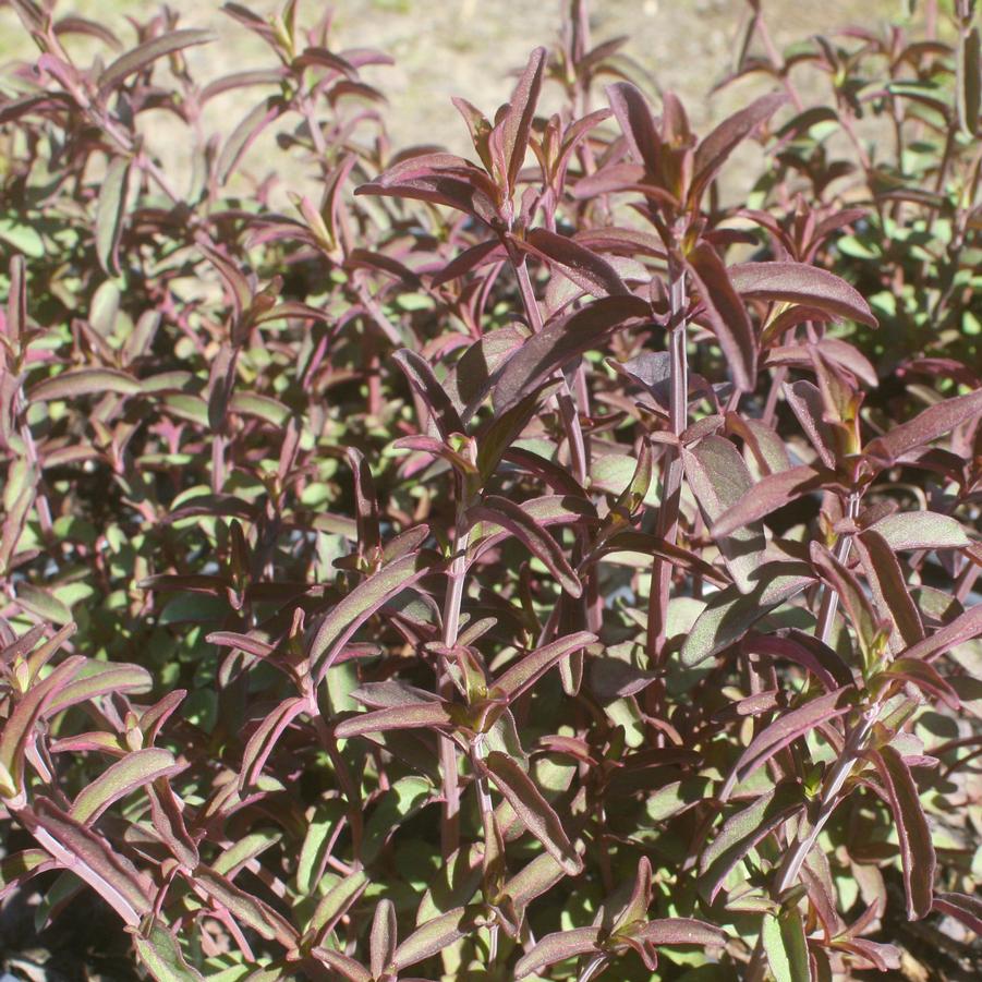Pycnanthemum virginianum 