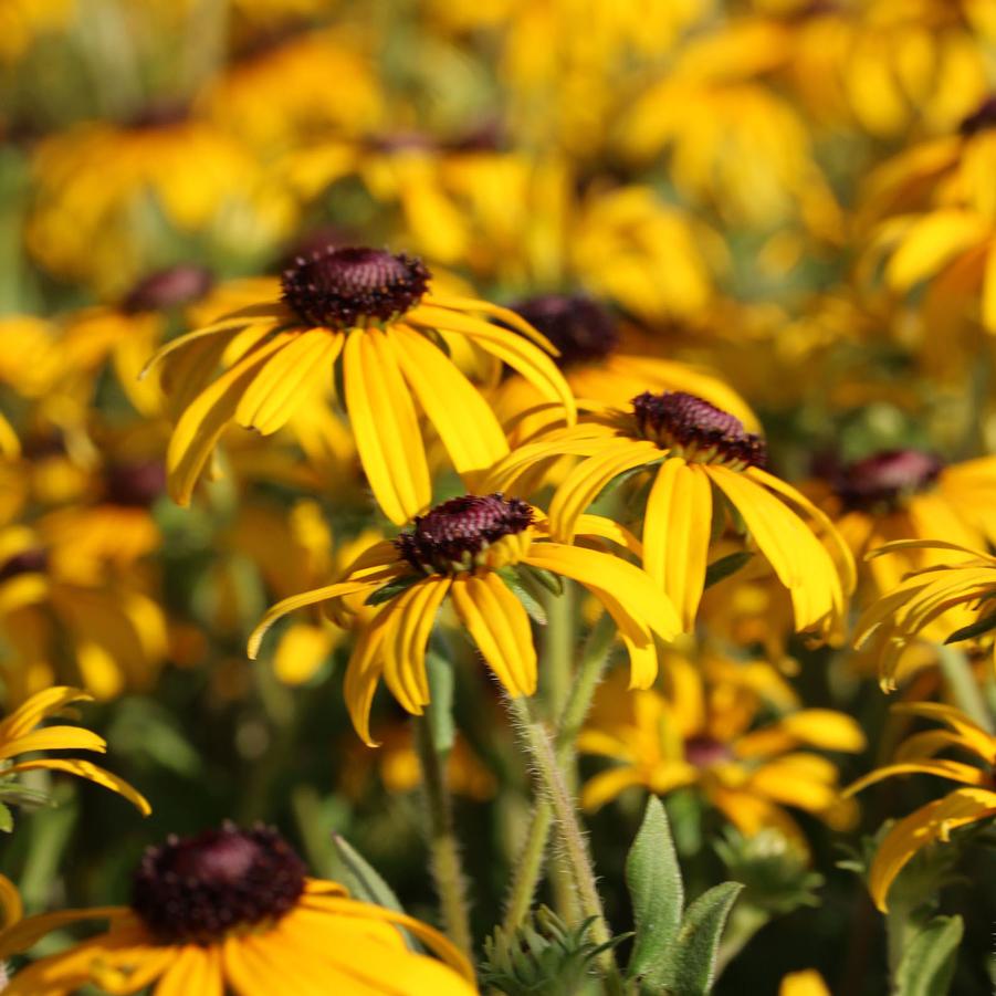 Rudbeckia fulgida var. deamii American Gold Rush