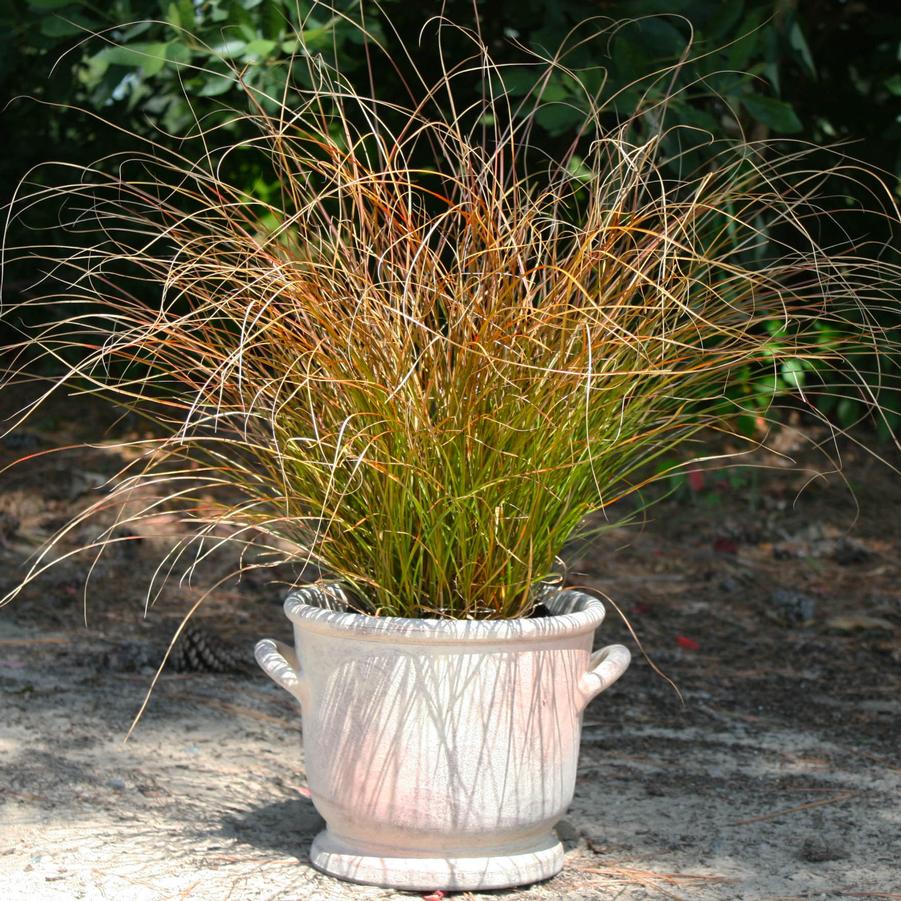 Carex tenuiculmis Cappuccino