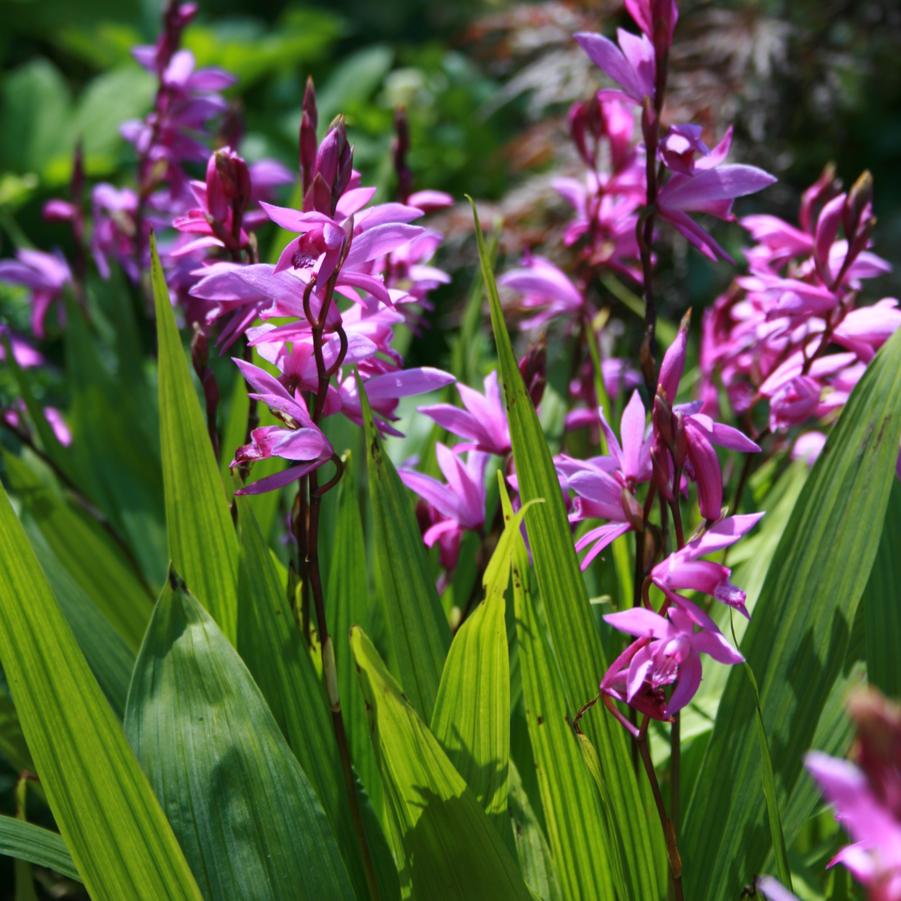 Bletilla striata 