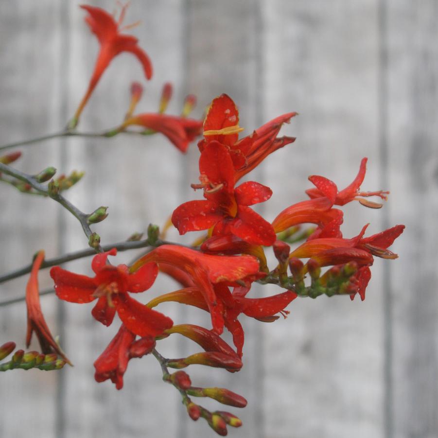 Crocosmia Lucifer