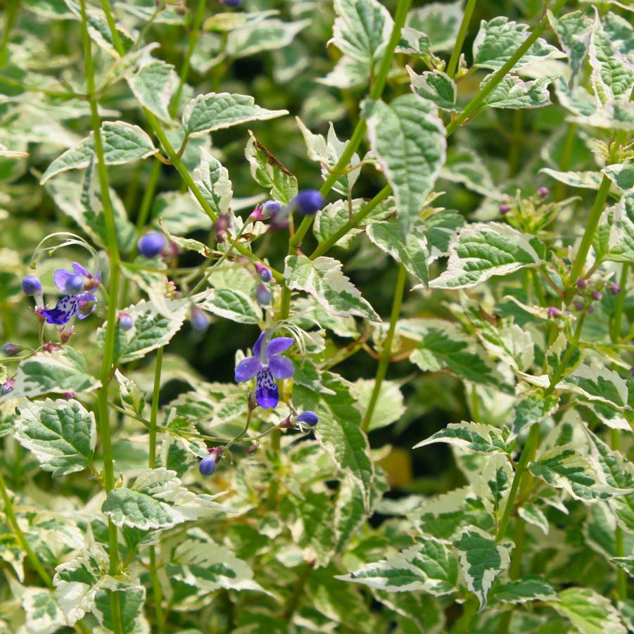 Caryopteris divaricata Snow Fairy