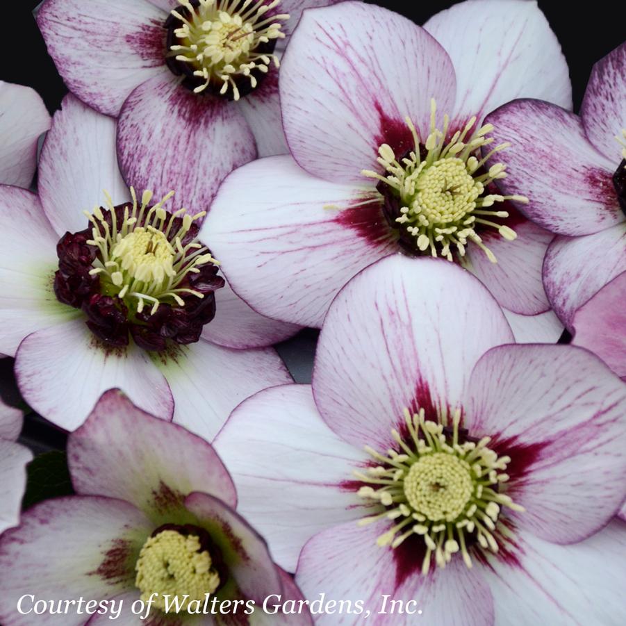 Helleborus French Kiss