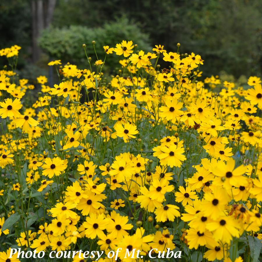 Coreopsis palustris Summer Sunshine