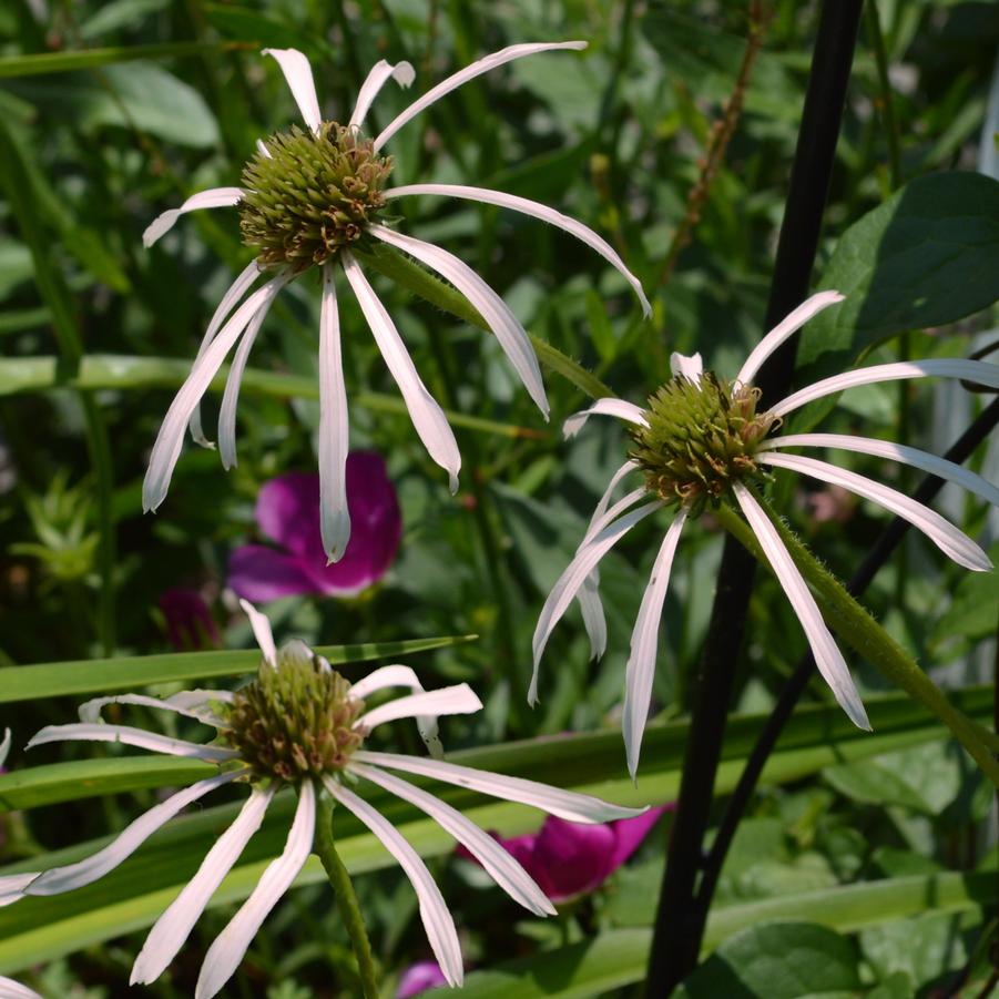 Echinacea pallida Hulu Dancer