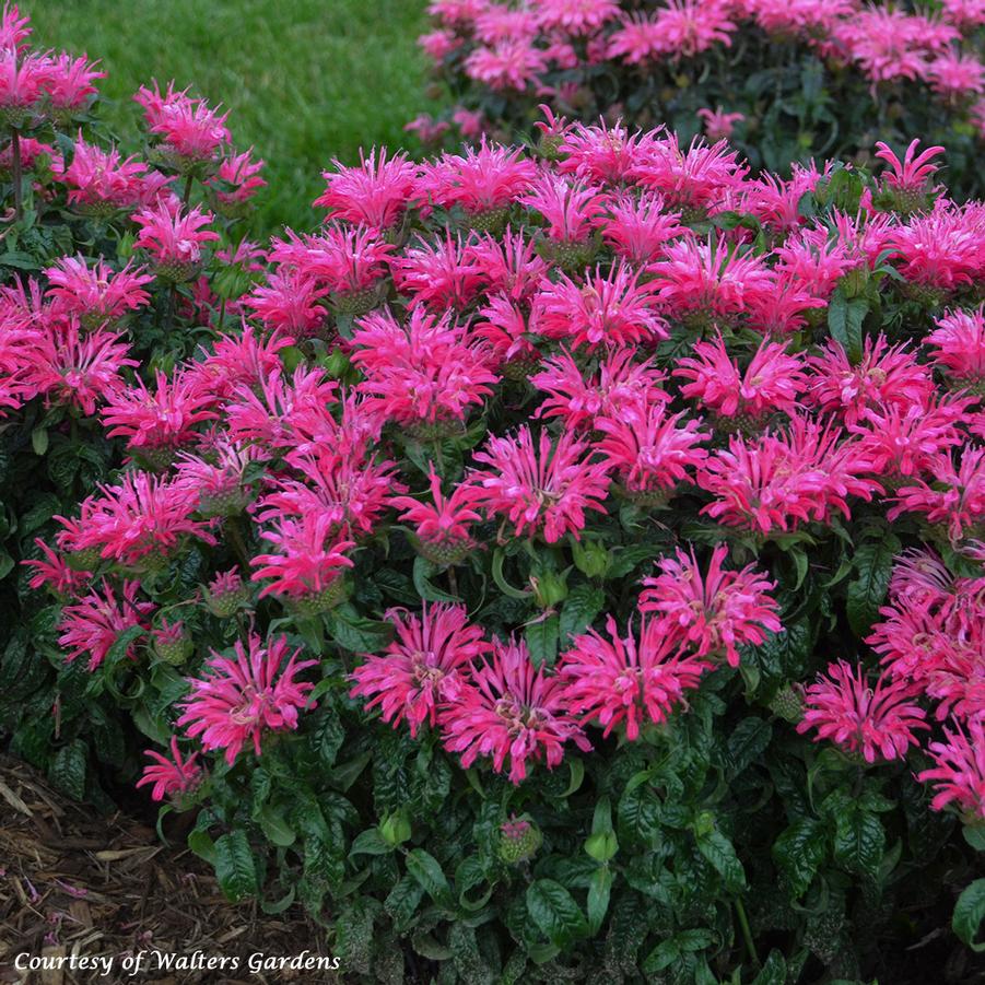 Monarda didyma Electric Neon Pink