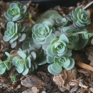 Sedum (x Sedoro) Blue Elf