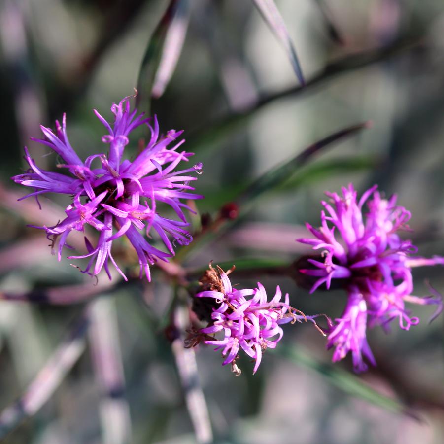 Vernonia lettermannii Summer Swan Song