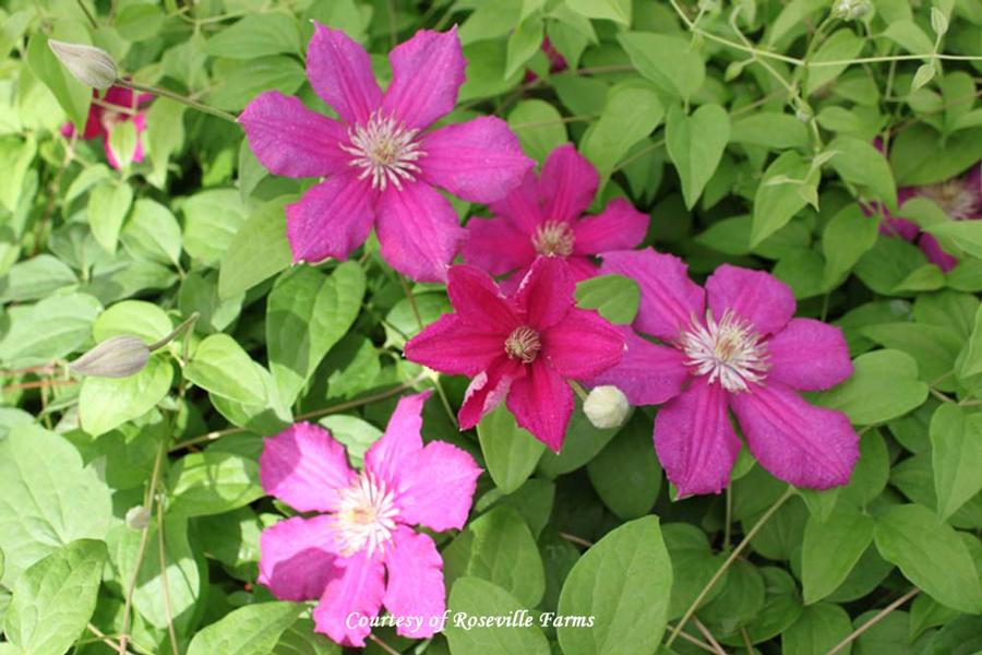 Clematis Cardinal Wyszynski