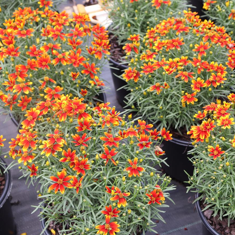 Coreopsis verticillata Ladybird