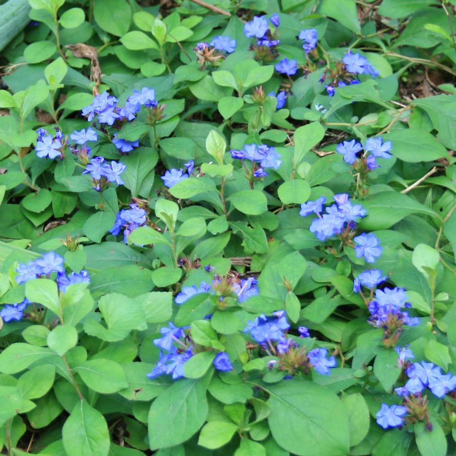 Ceratostigma plumbaginoides 