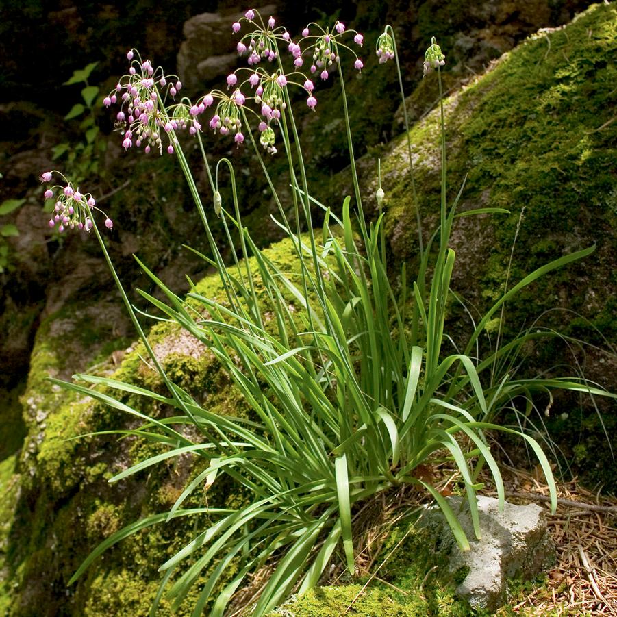 Allium cernuum 