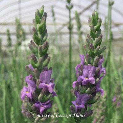 Lavandula intermedia Sensational