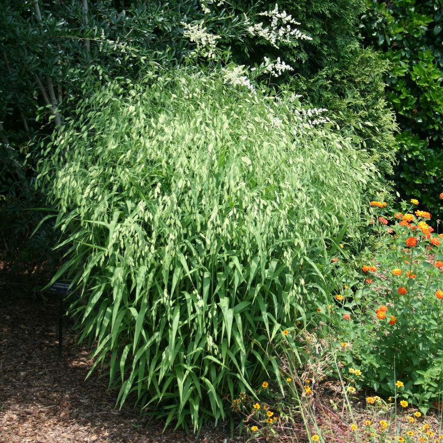 Chasmanthium latifolium 