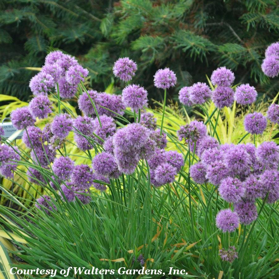 Allium Medusa