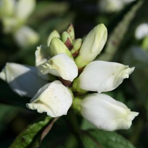 Chelone glabra Black Ace