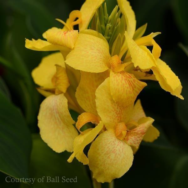 Canna Cannova Yellow