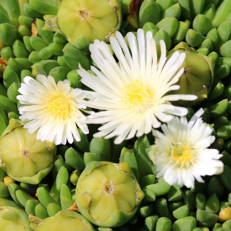 Delosperma congestum f. album White Nugget