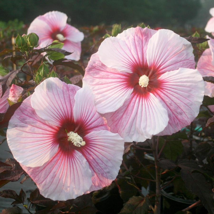 Hibiscus Starry Night