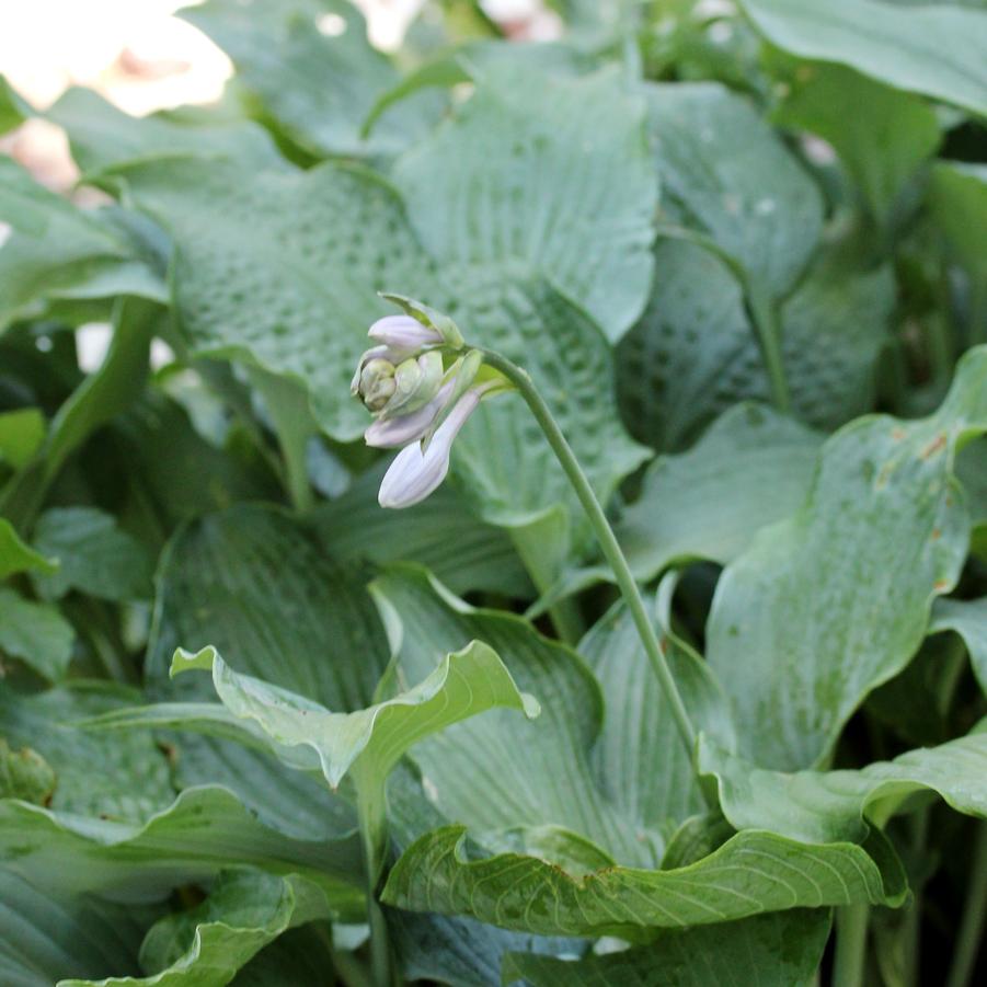 Hosta Diamond Lake