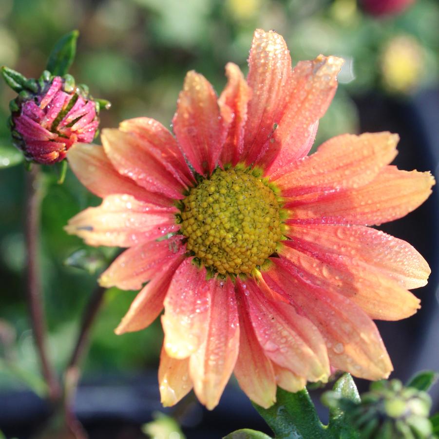 Chrysanthemum (Dendranthema) Campfire Glow