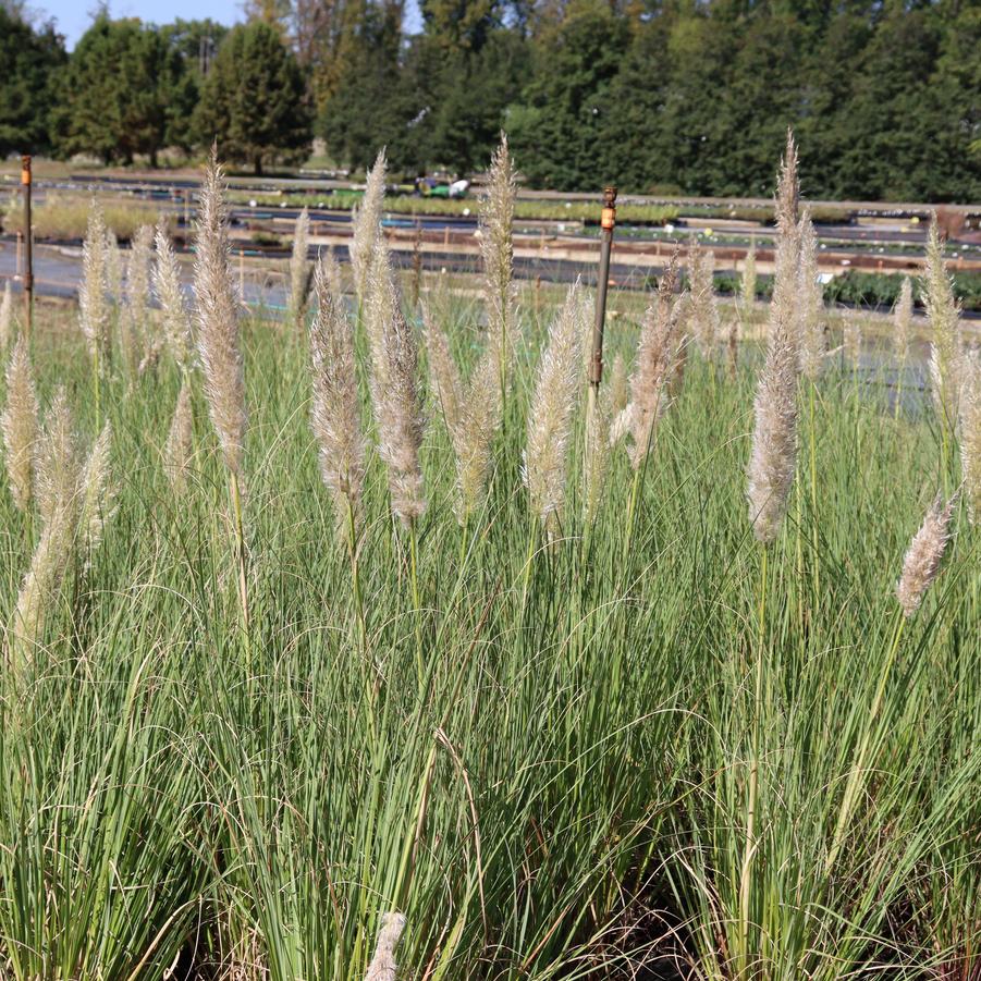 Cortaderia selloana Blue Bayou
