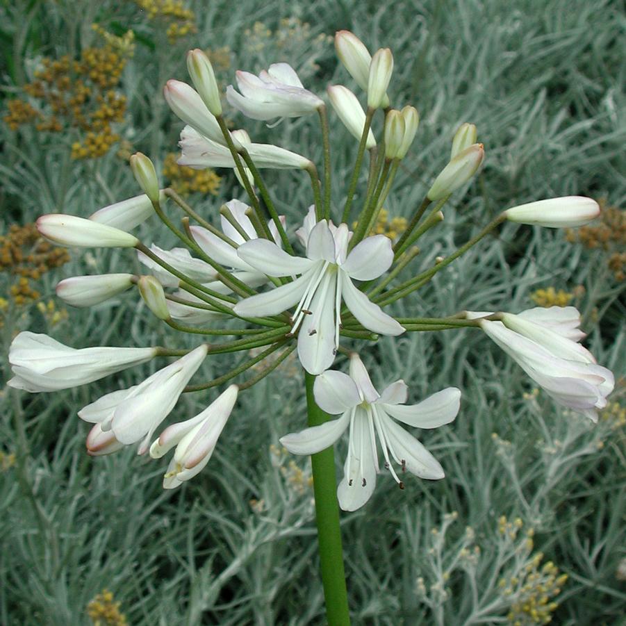 Agapanthus White Superior